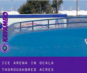 Ice Arena in Ocala Thoroughbred Acres